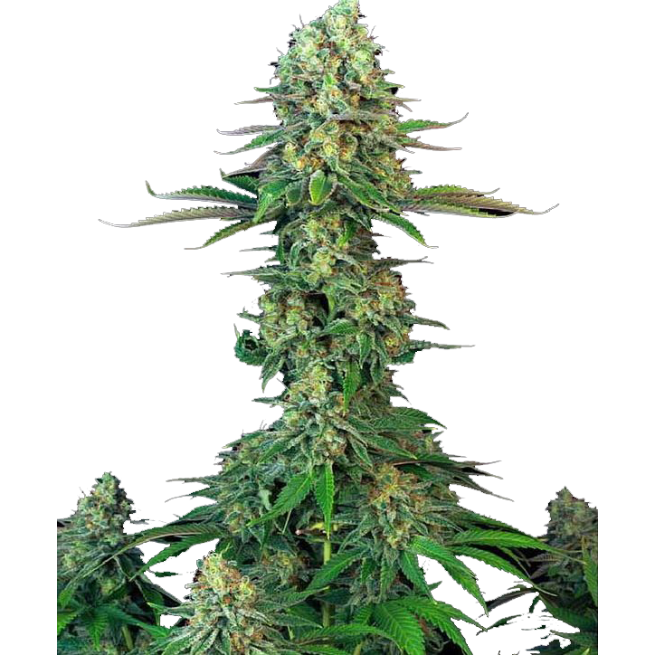 BubbleGum AUTO Ⓐ Zaza Seeds